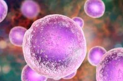 Puglia, le donne dai 27 ai 37 anni potranno congelare gratis i propri ovociti se sottoposte a terapie con rischio sterilit&agrave;