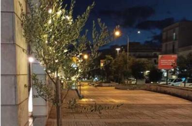 Ulivi al posto degli alberi di Natale a Ostuni per sensibilizzare sulla Xylella: malviventi ne rubano due