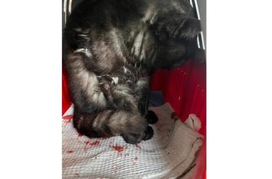 Ostuni, «processo» social dopo aver preso a fucilate un gatto. Parla l'indagato: «Io innocente»