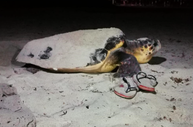 Ugento è il paradiso italiano delle tartarughe «Caretta caretta»