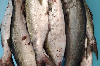 Otranto, la Guardia Costiera sequestra 20kg di pesce serra e attrezzatura per la pesca a strappo