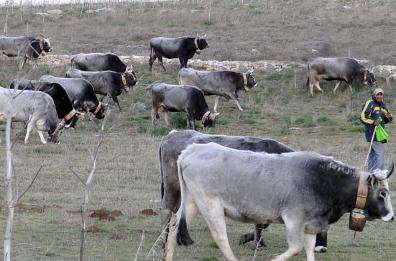 Basilicata, una legge regionale punta a valorizzare la transumanza