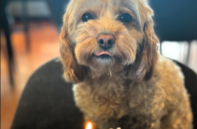 Il «cane ibrido»? Conta solo l’affetto
