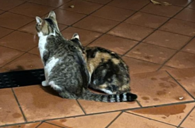 La sterilizzazione del nostro micio