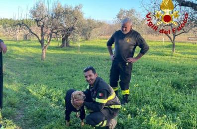 Cutrofiano, cagnolino cade in una cisterna profonda 8 metri: salvato dai vigili del fuoco