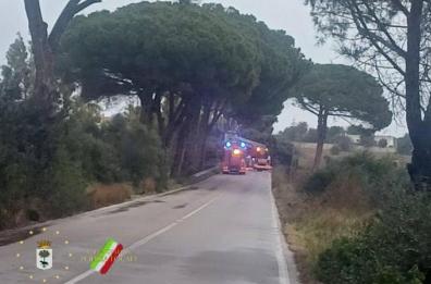 Salento, il vento forte sradica un pino sulla strada per Frigole: nessun danno
