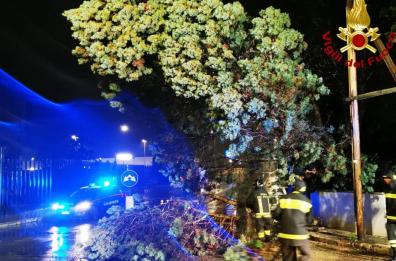 Puglia nella morsa del maltempo, a Lecce un albero sfonda un'auto in sosta. In Basilicata scuole chiuse, trasporti ferroviari interrotti. Allerta gialla per vento forte per il 14 gennaio