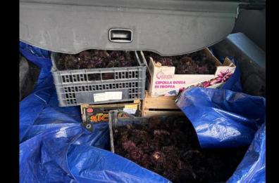 Bari, pesca da frodo: in auto con mille ricci di mare nel bagaglio, multato
