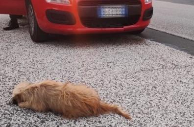 Taurisano, investì volontariamente un cagnolino: condannato a 8 mesi di carcere