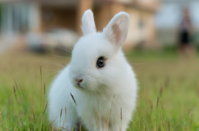 Se al posto di Fido c’è un coniglio nano