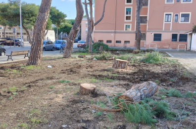 Brindisi, cade l’ennesimo pino nel centro abitato. Gli ambientalisti contro gli abbattimenti