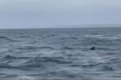 Gallipoli, avvistato al largo uno squalo elefante: «Esemplare enorme ma non è aggressivo»