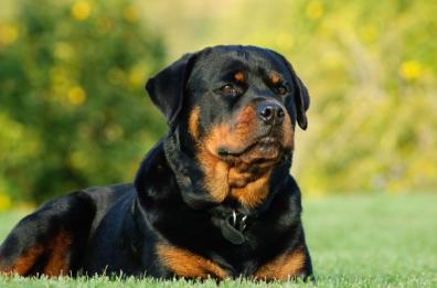 Adelfia, rottweiler aggredisce il padrone: l’uomo ricoverato solo con lievi ferite