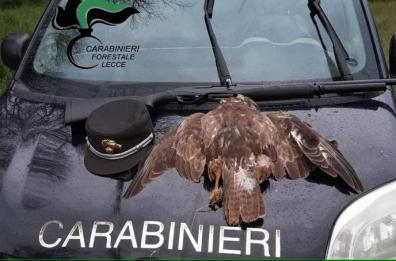 Lecce, spara e abbatte una poiana davanti ai forestali: denunciato un 59enne