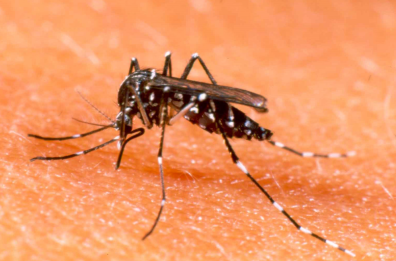 La coppia di zanzare imbarcate sull'Arca