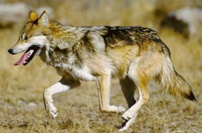 Trani, 60enne morsa ai glutei mentre corre: forse un incontro ravvicinato con due lupi. Poi arriva la smentita: è stato un cane
