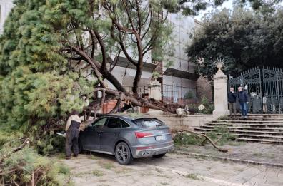 Tragedia sfiorata a Conversano: albero secolare precipita su un'Audi, la proprietaria aveva appena parcheggiato