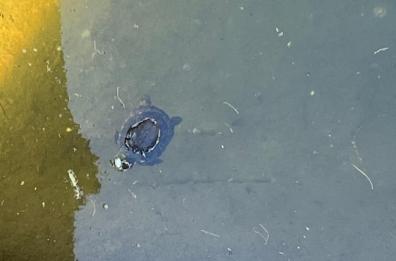 Bari, degrado a parco due Giugno: nel laghetto galleggiano tartarughe morte e un carrello della spesa