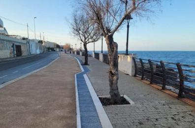 Bari, l’albero sulla pista blocca il passaggio dei non vedenti: polemiche sul lungomare di S. Spirito