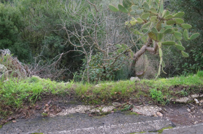 Fasano, pericoli sulla strada panoramica per la Selva: cedono in serie i muretti di contenimento