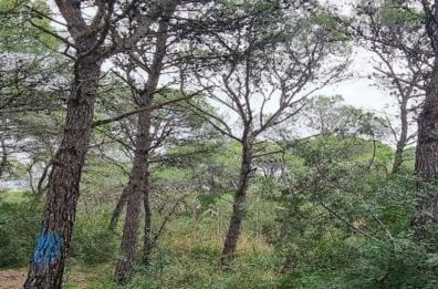 Il Consorzio di bonifica dà il via ai «cantieri forestali» in Basilicata