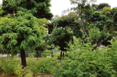 Novantamila alberi in 11 città del Barese, l’appalto Pnrr finisce al Tar