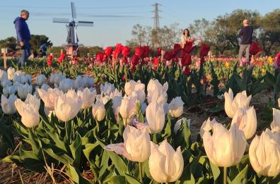 Tulipark, il parco dei Tulipani si amplia a Bari e raddoppia a Ginosa Marina