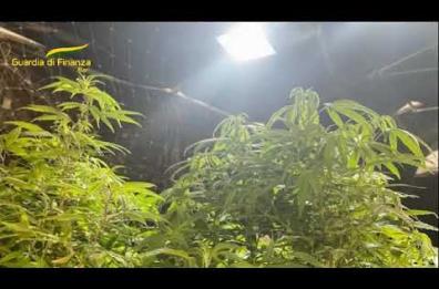 Coltivavano e vendevano la droga su un sito web, con tanto di pubblicità: sequestro da 610kg di marijuana nel Barese