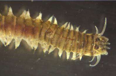 Scoperta nuova specie di anellide marino: si chiamerà come un professore dell'Università del Salento