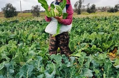 Aradeo, la cooperativa Karadrà riscopre l'aridocoltura e vuole ridisegnare il paesaggio dei canali