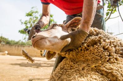 La lana delle pecore diventa una risorsa per l'edilizia: l'idea green di 4 ingegneri pugliesi