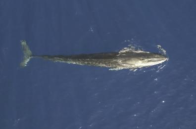 Avvistata una balenottera comune nel Golfo di Taranto: non accadeva dal 2009, è il secondo animale più grande del pianeta