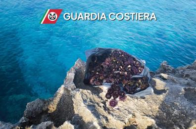 Pesca illegale, in Salento sequestrati ricci e 100 chili di pesce