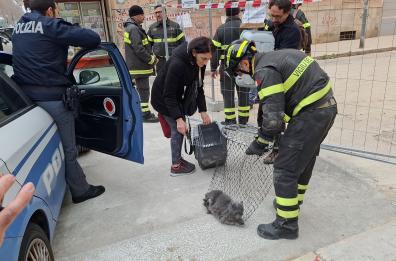 Palazzina crollata a Bari, i vigili del fuoco ora ritrovano due gatti della costruzione vicina 