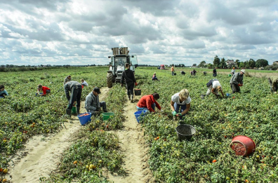 Foggia, le produzioni agro industriali sono a rischio per mancanza di acqua