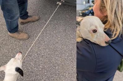 Manfredonia, cagnolino attaccato con una corda all'auto e trascinato: salvato da due ragazze
