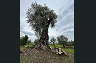Gravina, piantumato un ulivo monumentale di oltre 3mila anni: una rinascita nella terra martoriata dalla Xylella