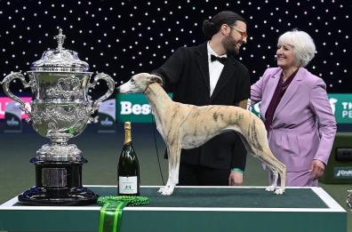 Miuccia regina d'Inghilterra: il cane più bello del mondo è un levriero e arriva da Bari