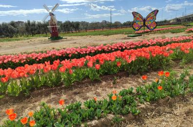 Riapre al pubblico il Tulipark: un pezzo di Olanda nella periferia di Bari