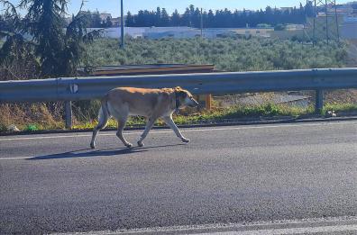 Addio alla cagnolona Sister: «Spirito libero e pendolare tra Barletta e Trani»