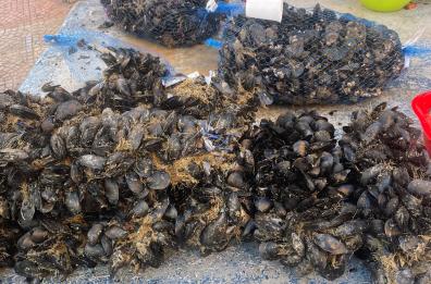 Taranto, scoperto laboratorio abusivo nel rione Tamburi: sequestrati 50 chili di cozze malandate pronte per essere vendute