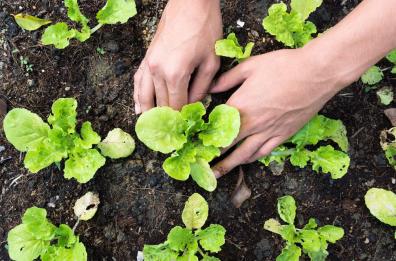 Con la Primavera in Puglia è subito «Orto mania»: ecco il decalogo perfetto per un giardino «fai da te»