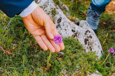 «Orchidays»: torna il festival dedicato alle orchidee a Mattinata