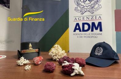 Bari, vanno in vacanza tra Maldive, Bali e Mauritius e tornano con coralli nascosti nelle valigie: multati