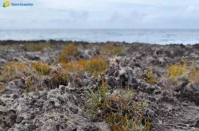 Nell'Oasi di Torre Guaceto scoperto il primo nido fratino del 2025