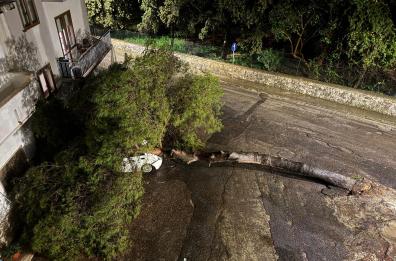 Carovigno, pino della villa comunale crolla su un'auto parcheggiata: tragedia sfiorata