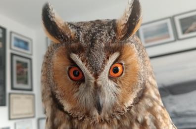 Molfetta, il WWF salva la prima rondine di stagione e un gufo ferito