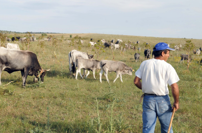 Basilicata, agricoltura e allevamenti alle prese con la scarsità di forniture idriche