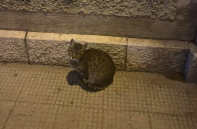 Bari, a quasi un mese dal crollo della palazzina il gatto Patatino è tornato a casa