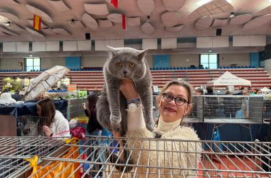 Felina Bari, i gatti più belli del mondo in mostra al Palaghiaccio: «Tantissime razze presenti, espositori anche da Finlandia e Ucraina»